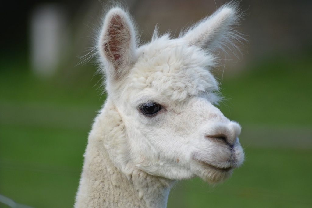 Lana d'alpaca - MaMaglia Creazioni artigianali