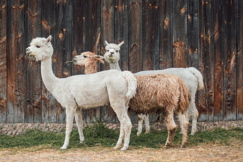 Lana d'alpaca - MaMaglia Creazioni artigianali