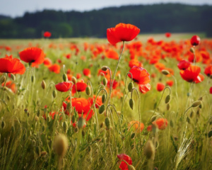 L'anno dei fiori di papavero