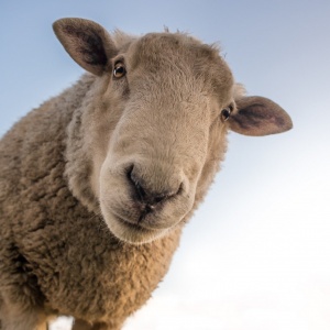 Allevamento biologico di pecore da lana